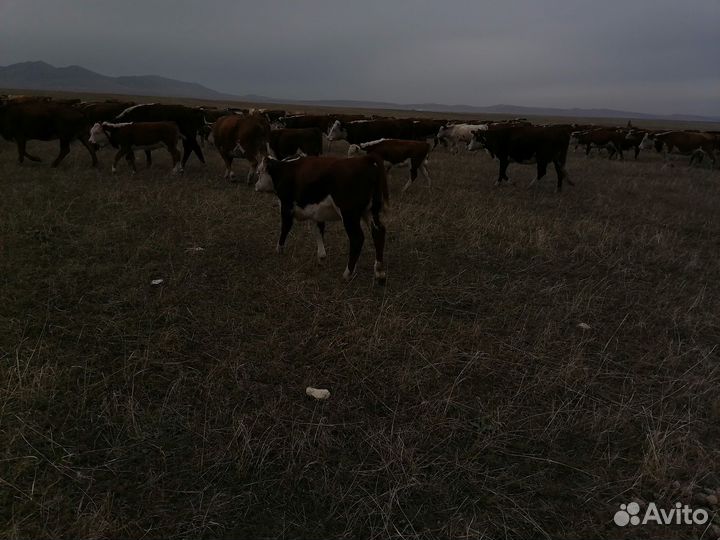 Телки герефорд