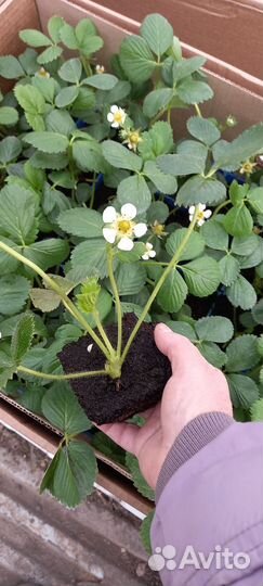 Рассада Клубники