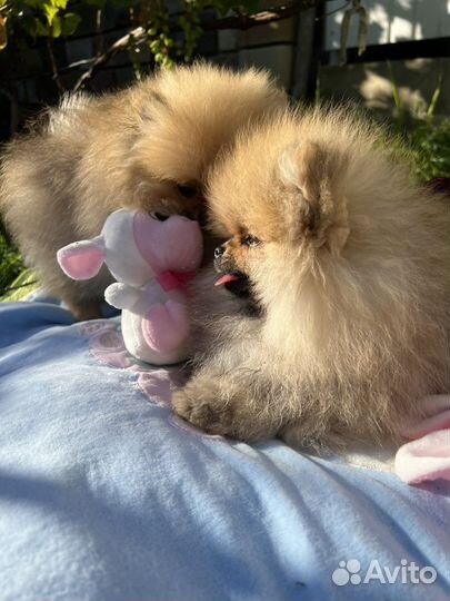 Щенки шпица