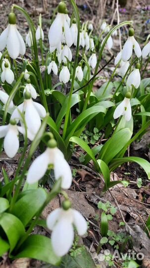 Цикламен и Подснежник