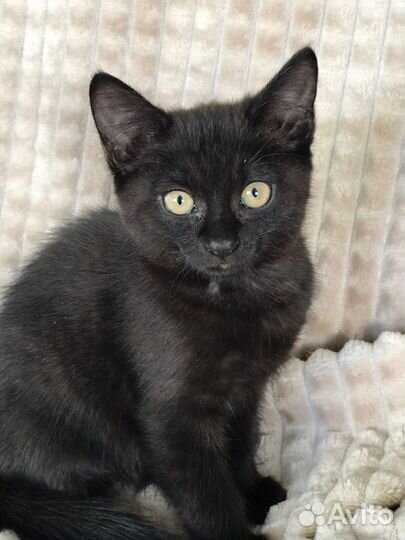 Солнечные котята ищут дом)