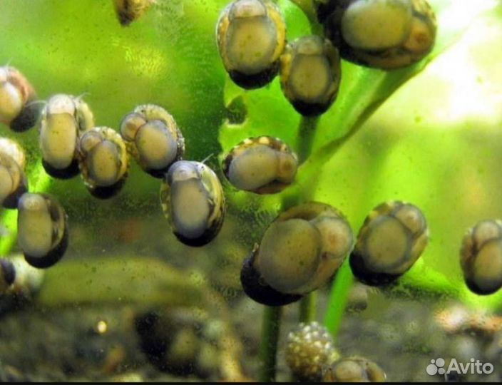 Теодоксус улитка