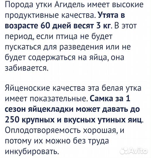 Утята Агидель. 10 дней