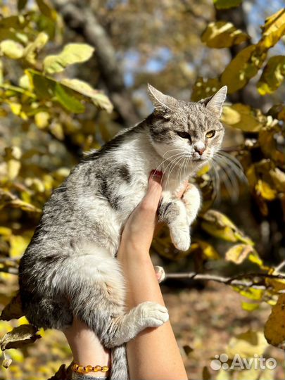Отдам в добрые руки