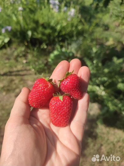 Клубника поздний сорт Мицешиндлер, мальвина