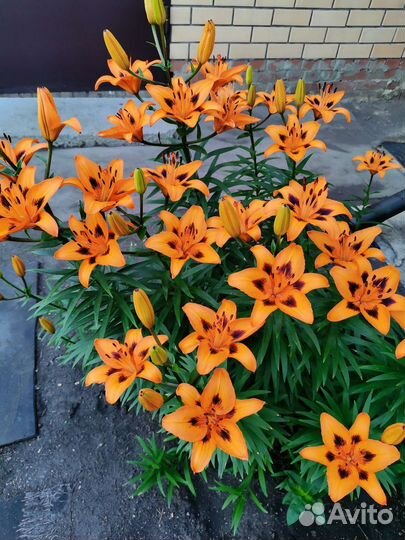 Лилии сортовые луковицы