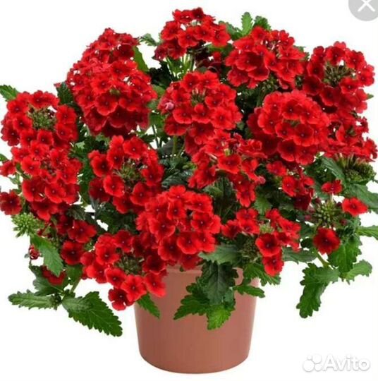 Вербена, бакопа вегетативная и другие расения