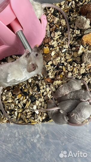 Декоративные мыши сиамские кудрявые тексель