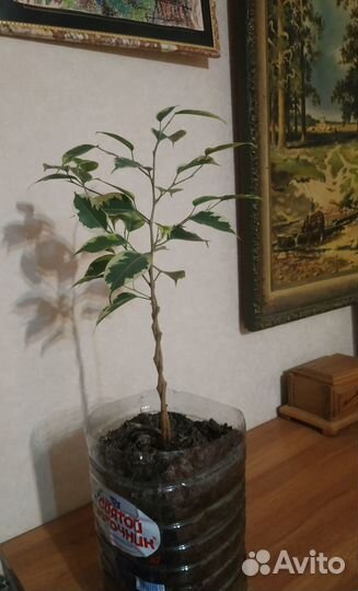 Фикус Голден Кинг