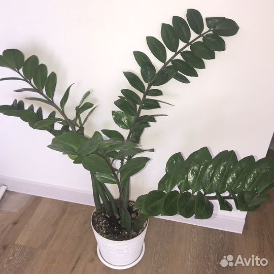 Замиокулькас