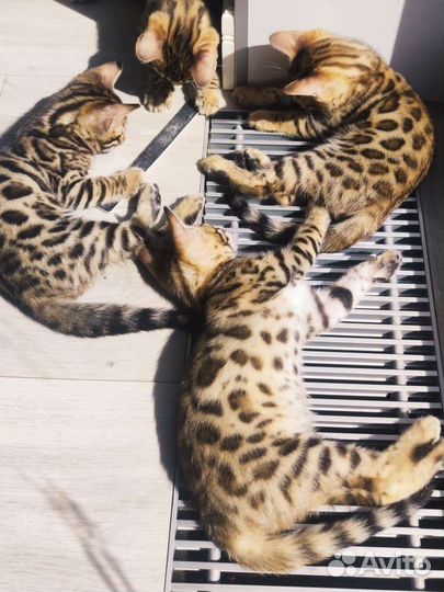 Бенгальские котята