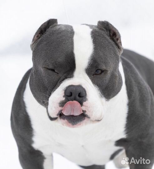 Американский булли микро кобель