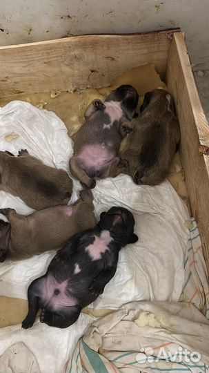 Французский бульдог щенки