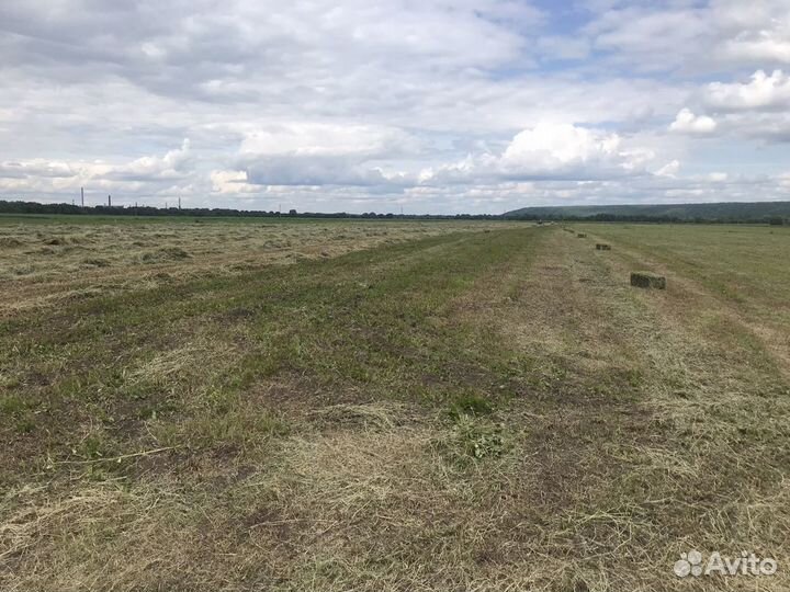 Сено в тюках