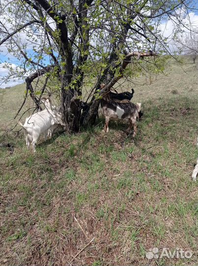 Продам козы дойные