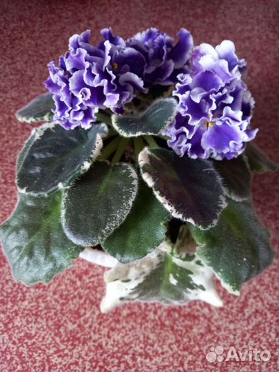 Листочки фиалок сортовых