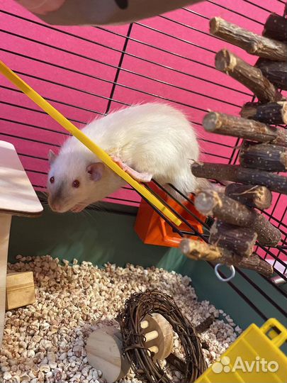 Крыса с клеткой