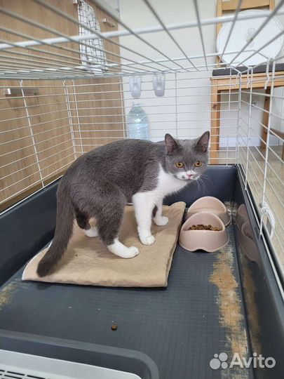 Кошка в дар