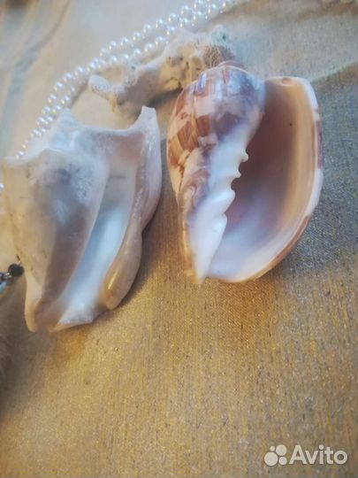 Морские ракушки и коралл