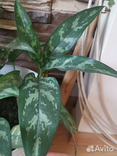 Аглаонема Мария