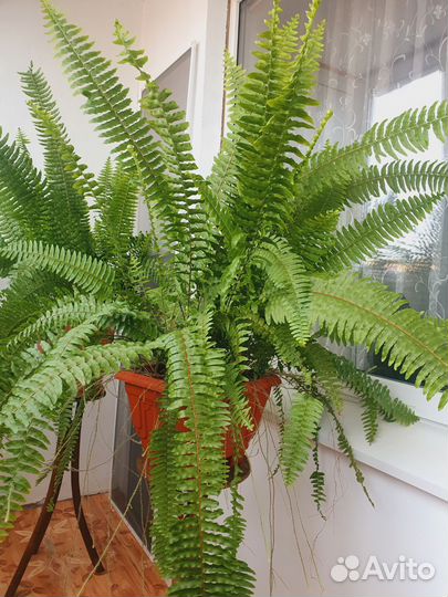 Папоротник комнатный