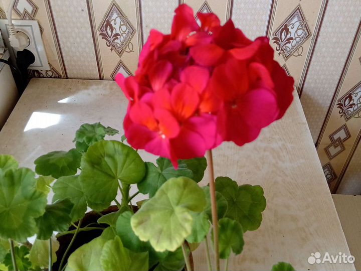 Пеларгония герань