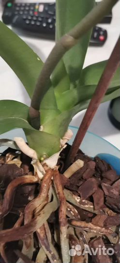 Орхидея фаленопсис