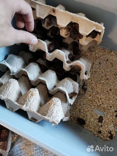 Аргентинские тараканы Blaptica dubia