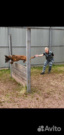 Дрессировка собак. Кинолог,зоопсихолог.Передержка