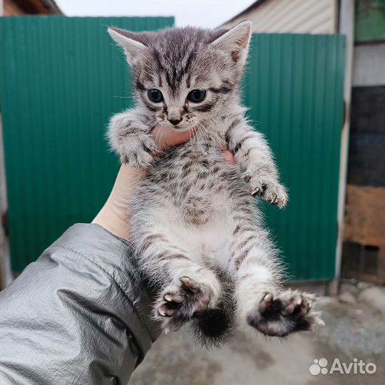 Котенок в добрые руки
