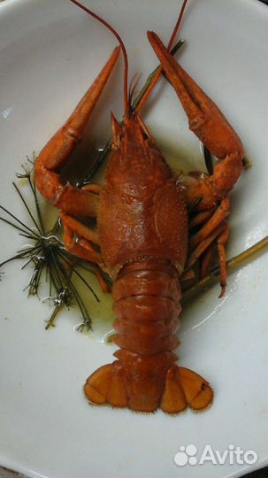 Раки микс звоните до 24 часов