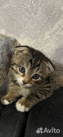 Вислоухая кошка бесплатно