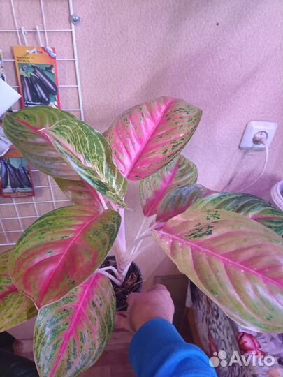 Растения для дома