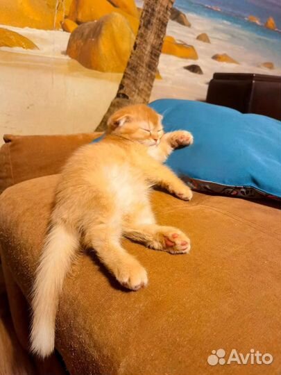 Чистокровные шотландские котики