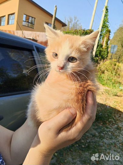 Супер - Красавчик