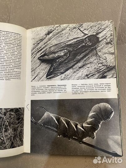 С) Иллюстрированная энциклопедия животных