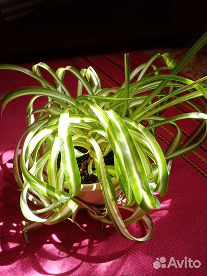 Хлорофитум