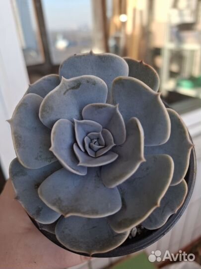 Эхиверия Литиция взрослое растение