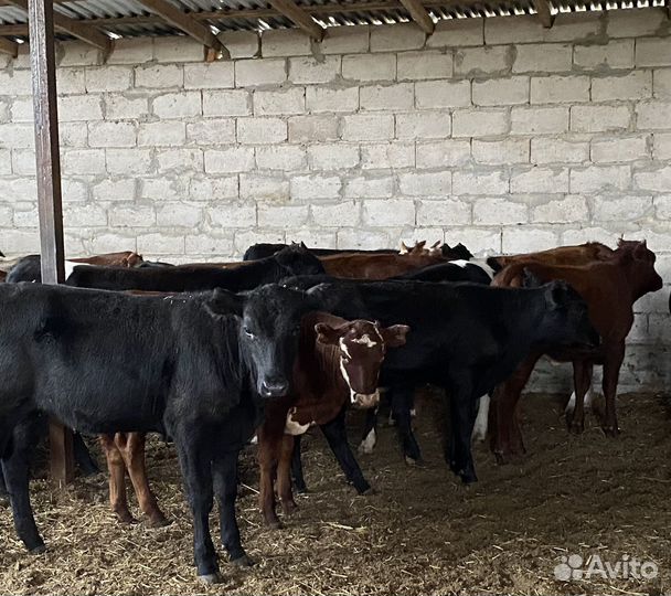 Продаются телки