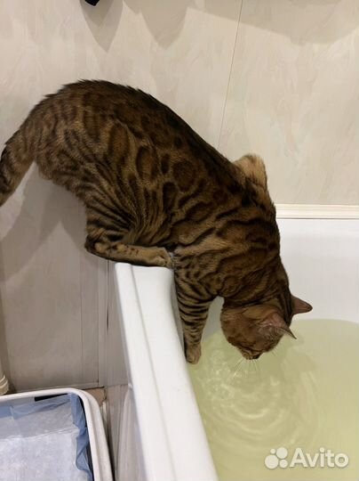Бенгальский кот вязка