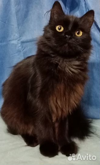 Пушинка в дар