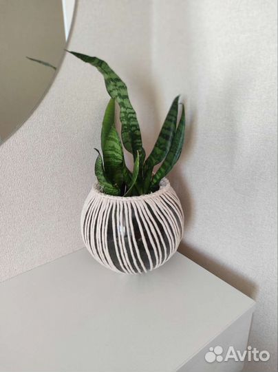 Сансевиерия щучий хвост