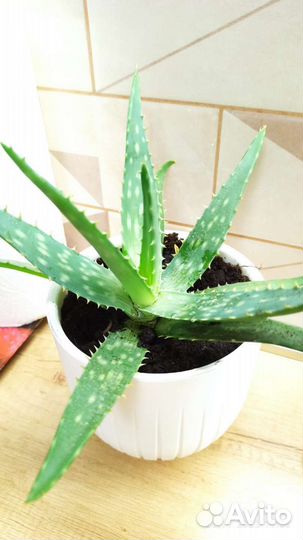 Комнатные цветы алоэ