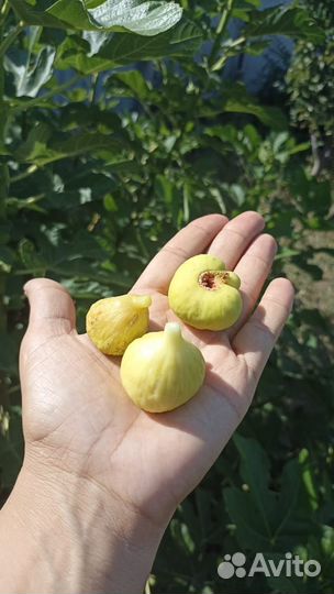 Инжир самоопыляемый красный