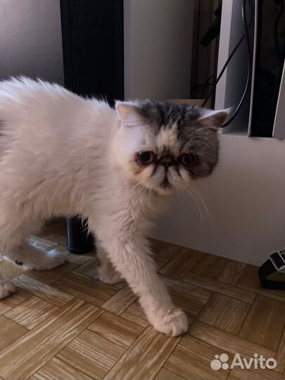 Экзотическая кошка