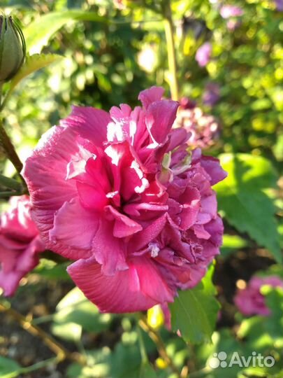 Гибискус махровый кустовой и на штамбе