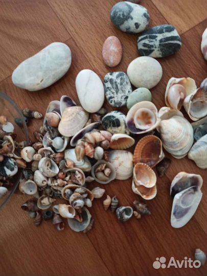 Ракушки и камешки в одни руки