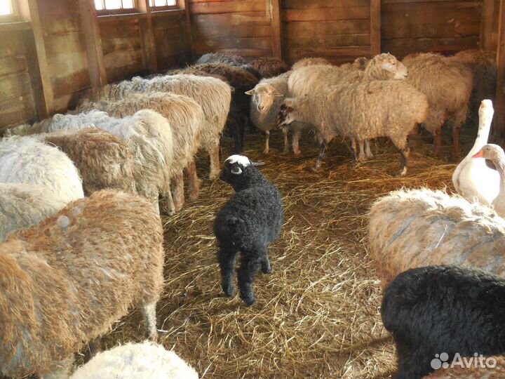 Бараны ягнята овцы