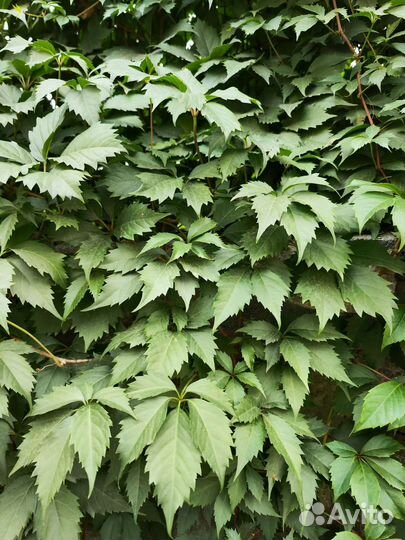 Девичий виноград (декоративный) лианы