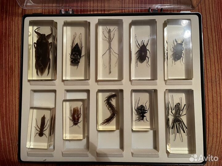 Коллекция насекомых в стекле Deagostini